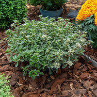 Verkoop Roze vetkruid - Sedum spurium Variegatum