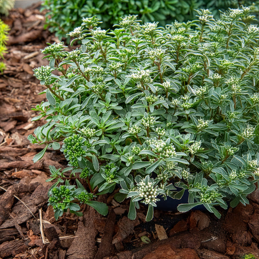 Roze vetkruid - Bakker