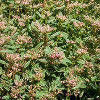 Sedum - Vetkruid - Roze vetkruid - Sedum spurium Variegatum