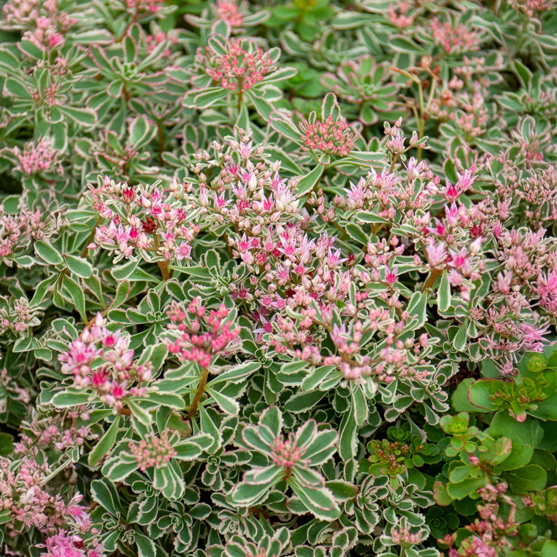 Roze vetkruid - Sedum spurium Variegatum - Bakker