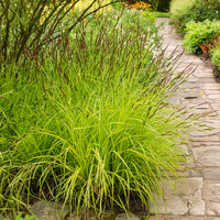 Verkoop Zegge Aurea Carex - Carex elata aurea