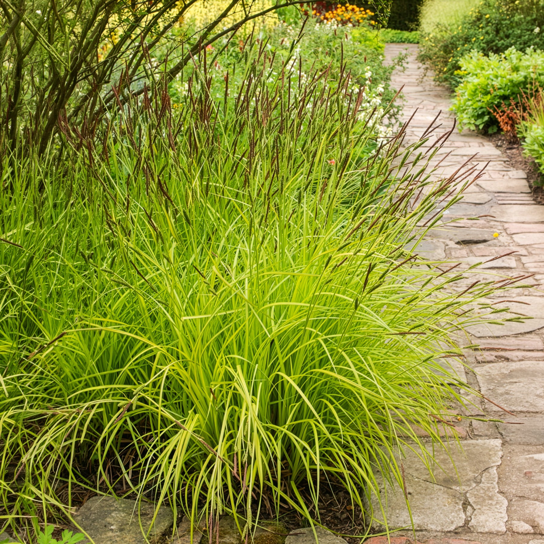 Verkoop Zegge Aurea Carex - Carex elata aurea