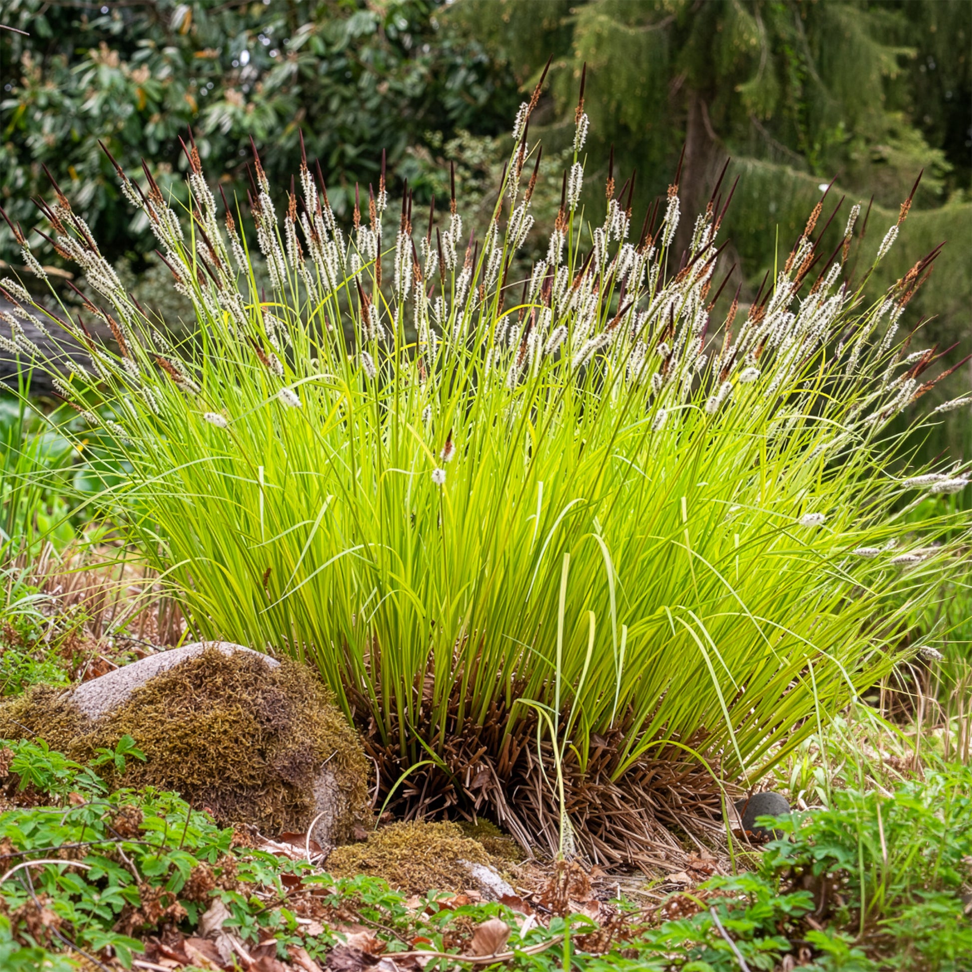 Carex elata aurea - Zegge Aurea Carex - Zegge
