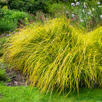 Zegge - Zegge Aurea Carex - Carex elata aurea