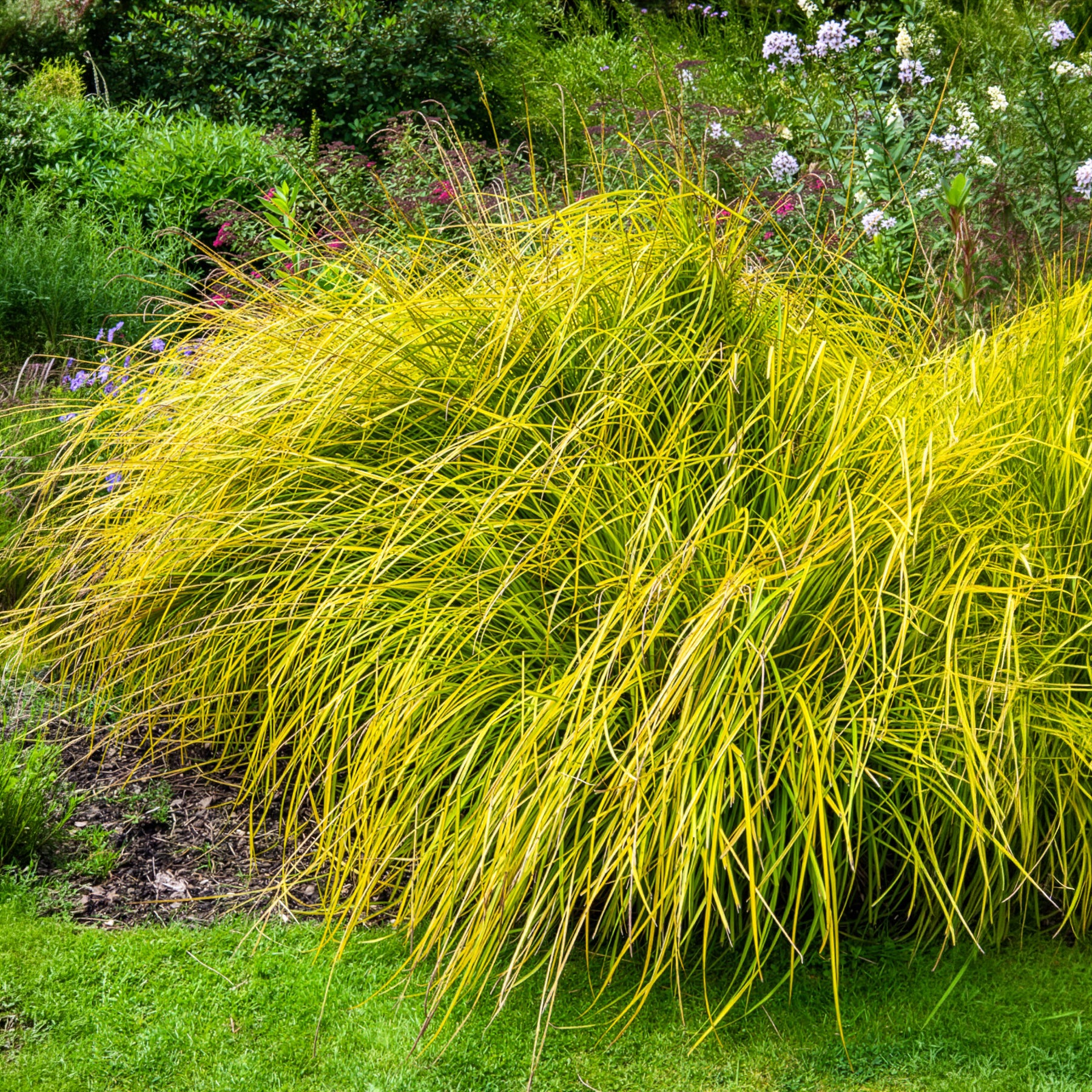 Zegge - Zegge Aurea Carex - Carex elata aurea