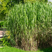 Miscanthus - Chinees riet - Prachtriet - Miscanthus giganteus (floridulus)