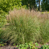 Laurierhaag Otto Luyken - Miscanthus sinensis kleine silberspinne - Bakker