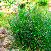 Chinees riet 'Strictus' - Bakker