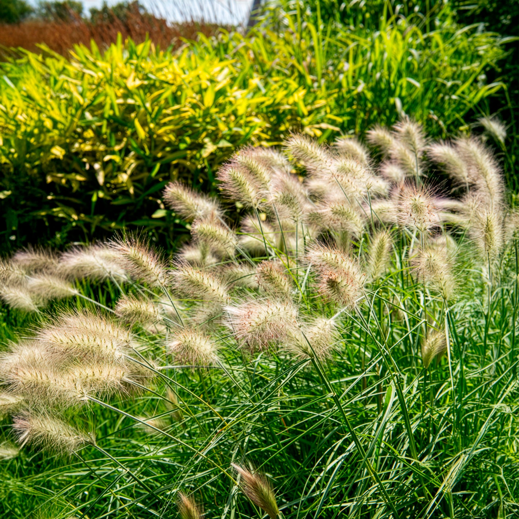 Pennisetum villosum - Lampenpoetsersgras - Pennisetum