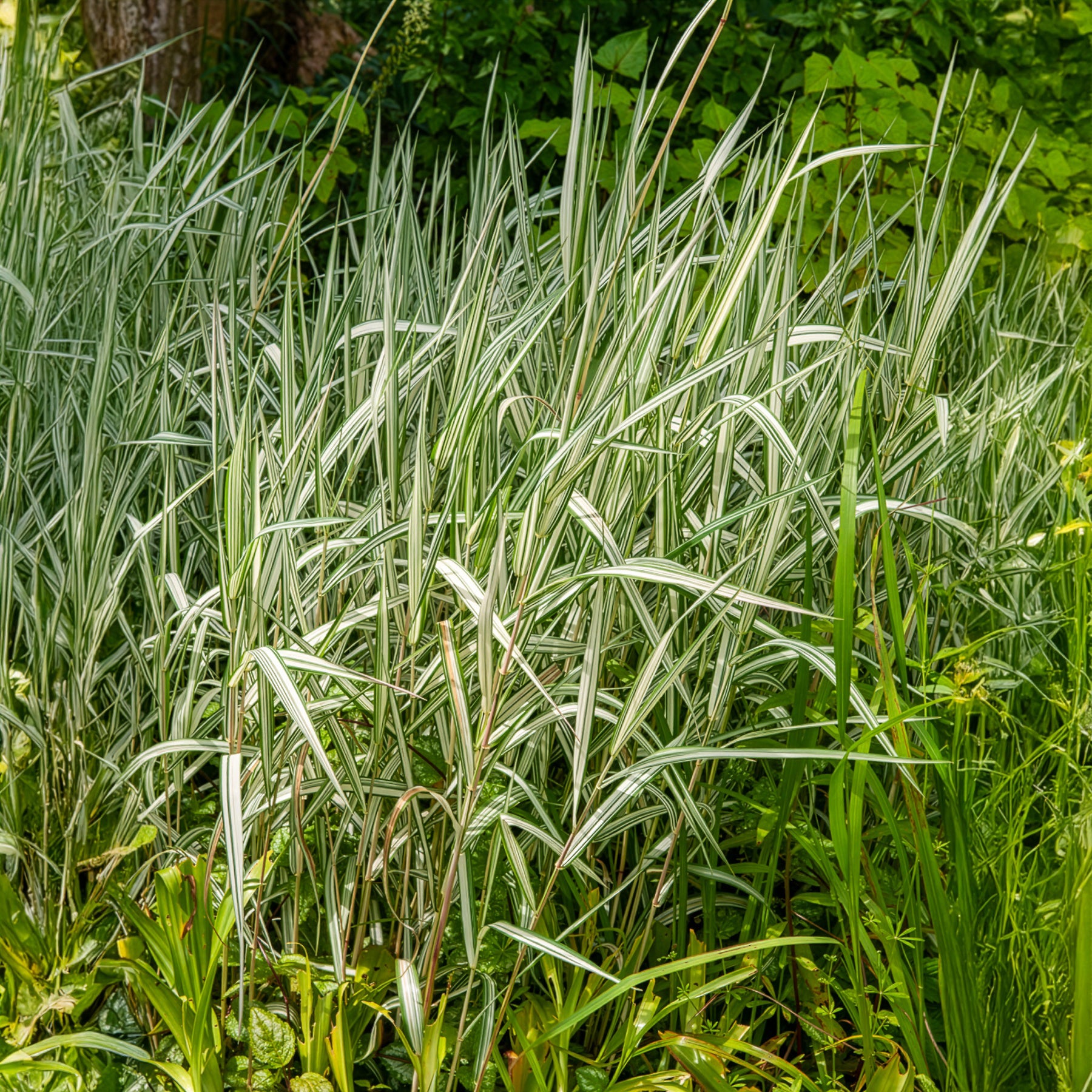 Phalaris arundinacea Feesey - Rietgras Feesey - Siergrassen
