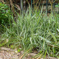 Phalaris arundinacea Picta - Rietgras Picta - Siergrassen