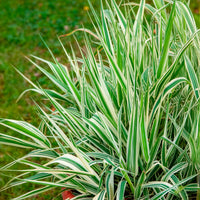 Phalaris arundinacea Picta - Rietgras Picta - Siergrassen