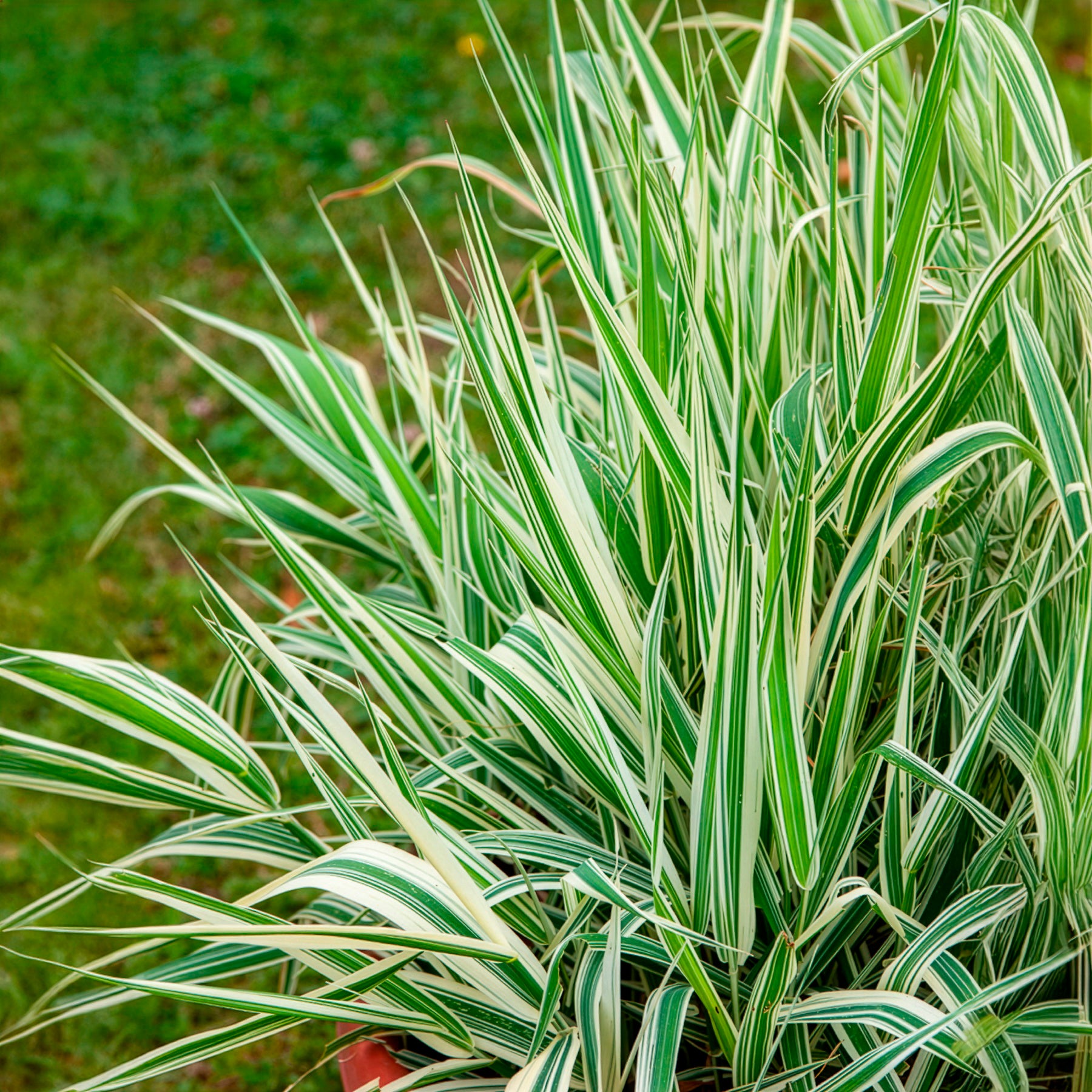 Phalaris arundinacea Picta - Rietgras Picta - Siergrassen