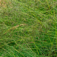 Prairiedropzaad heterolepis - Sporobolus heterolepis - Bakker