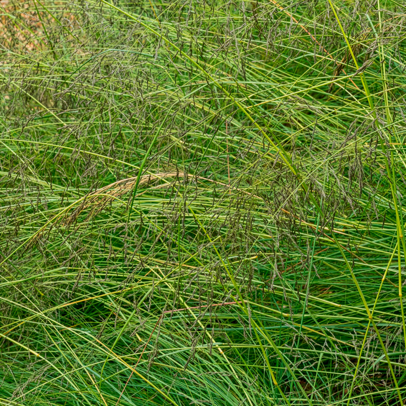 Prairiedropzaad heterolepis - Sporobolus heterolepis - Bakker