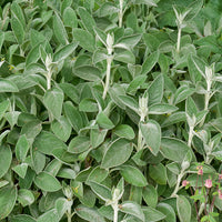 Stachys byzantina Big Ears - Ezelsoor Big Ears - Vaste planten