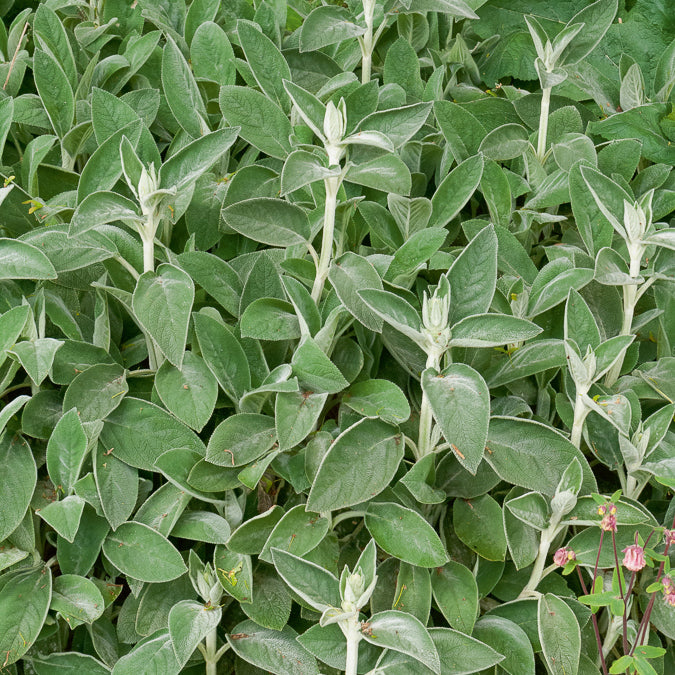 Stachys byzantina Big Ears - Ezelsoor Big Ears - Vaste planten