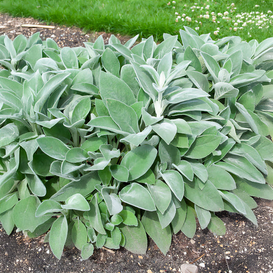 Exelsoor 'Cotton Boll' - Bakker