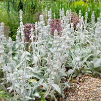  - Exelsoor 'Cotton Boll' - Stachys byzantina Cotton Boll