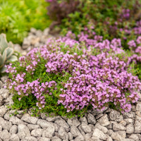 Kruiptijm Bressingham - Thymus praecox Bressingham - Bakker
