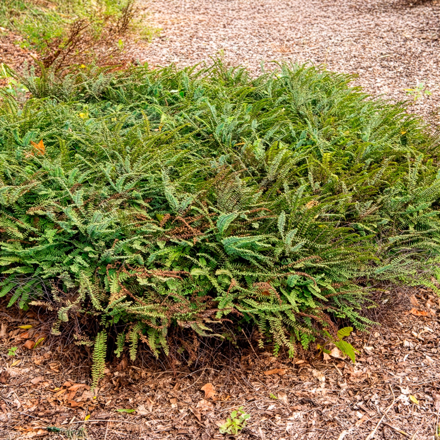 Adiantum - Venushaar (Adiantum)