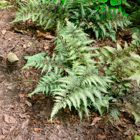 Verkoop Japanse regenboogvaren