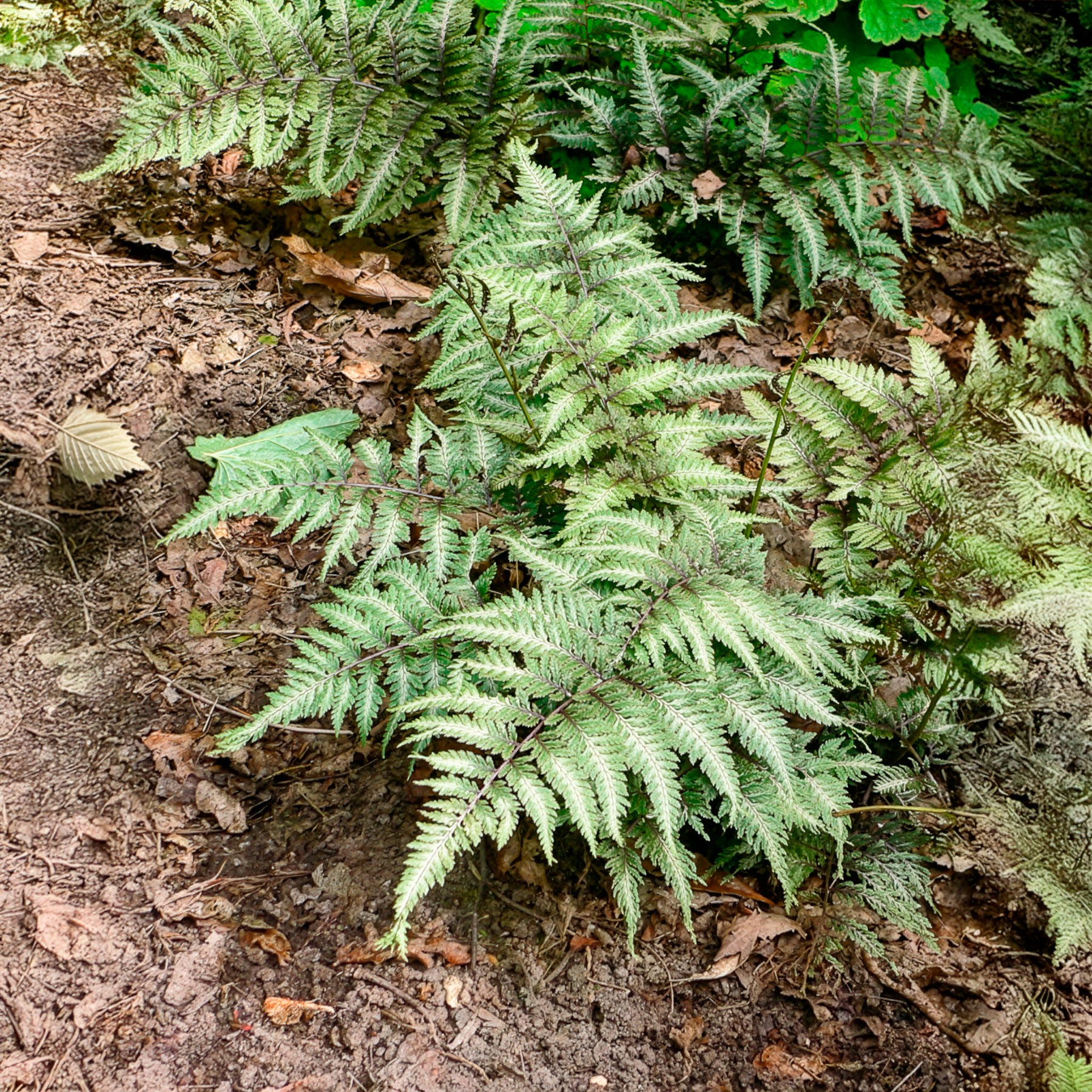 Verkoop Japanse regenboogvaren