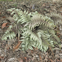 Japanse regenboogvaren - Athyrium niponicum var. pictum (metallicum) - Bakker