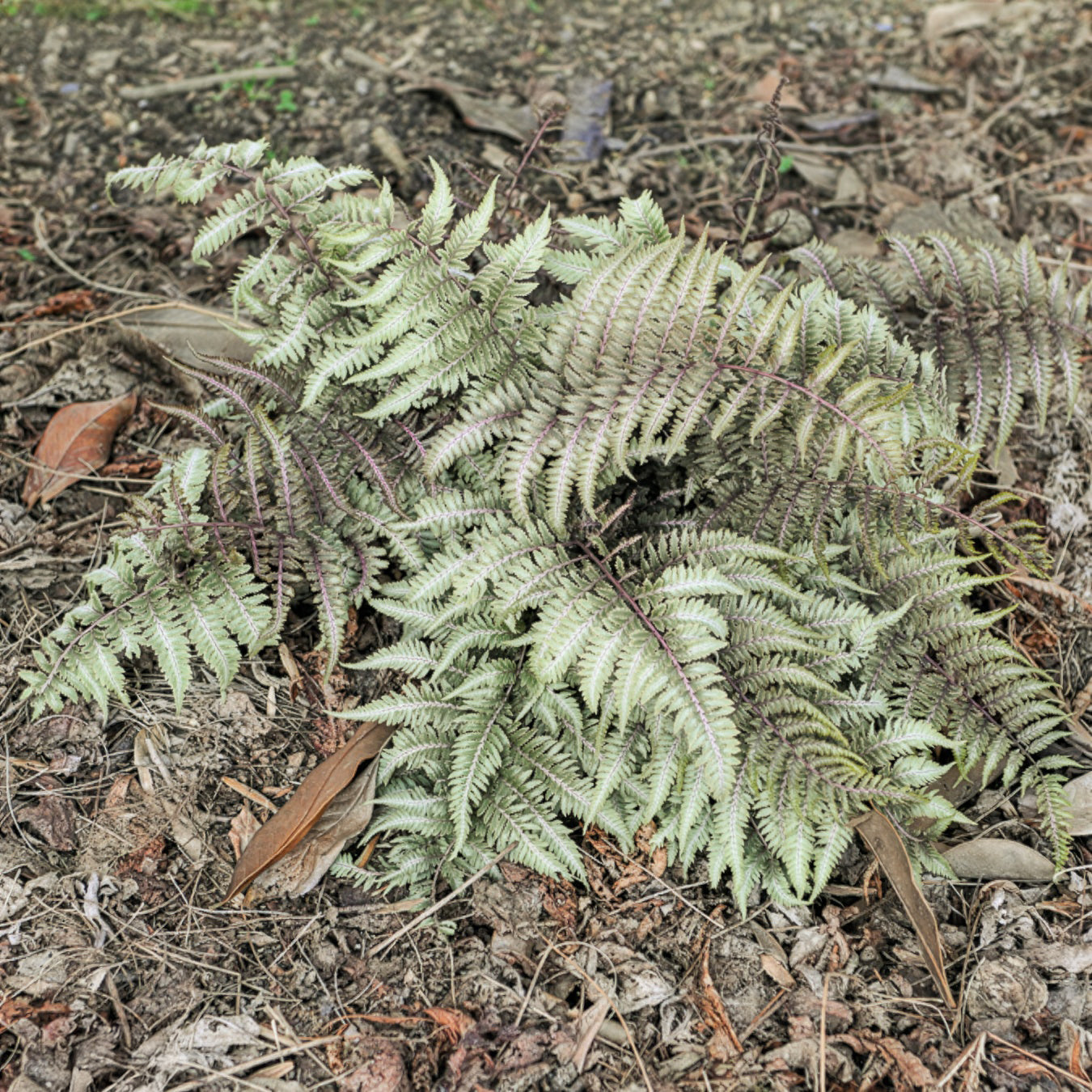 Japanse regenboogvaren - Athyrium niponicum var. pictum (metallicum) - Bakker