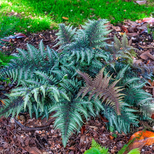 Japanse regenboogvaren - Bakker