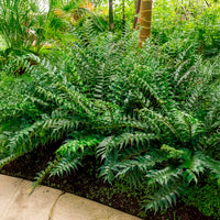 Cyrtomium falcatum - Ijzervaren - Vaste planten