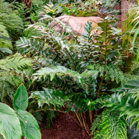 Vaste planten - Ijzervaren - Cyrtomium falcatum