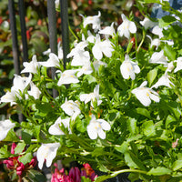 Witte mazus - Bakker