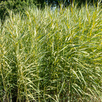 Rietgras Variegatus - Bakker
