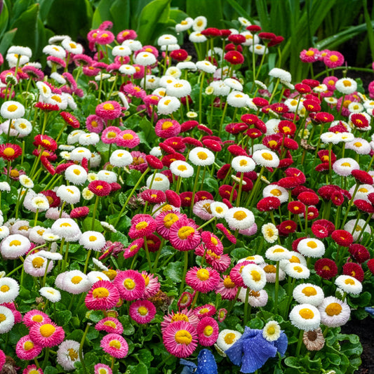 Madeliefje gemengd (x2) - Bakker