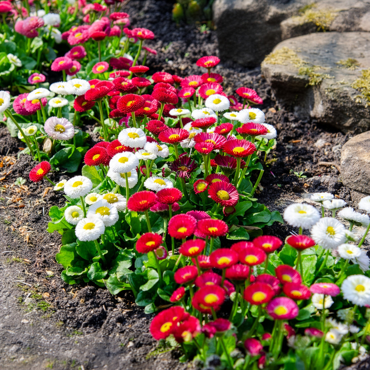 Madeliefje gemengd (x2) - Bellis perennis - Bakker