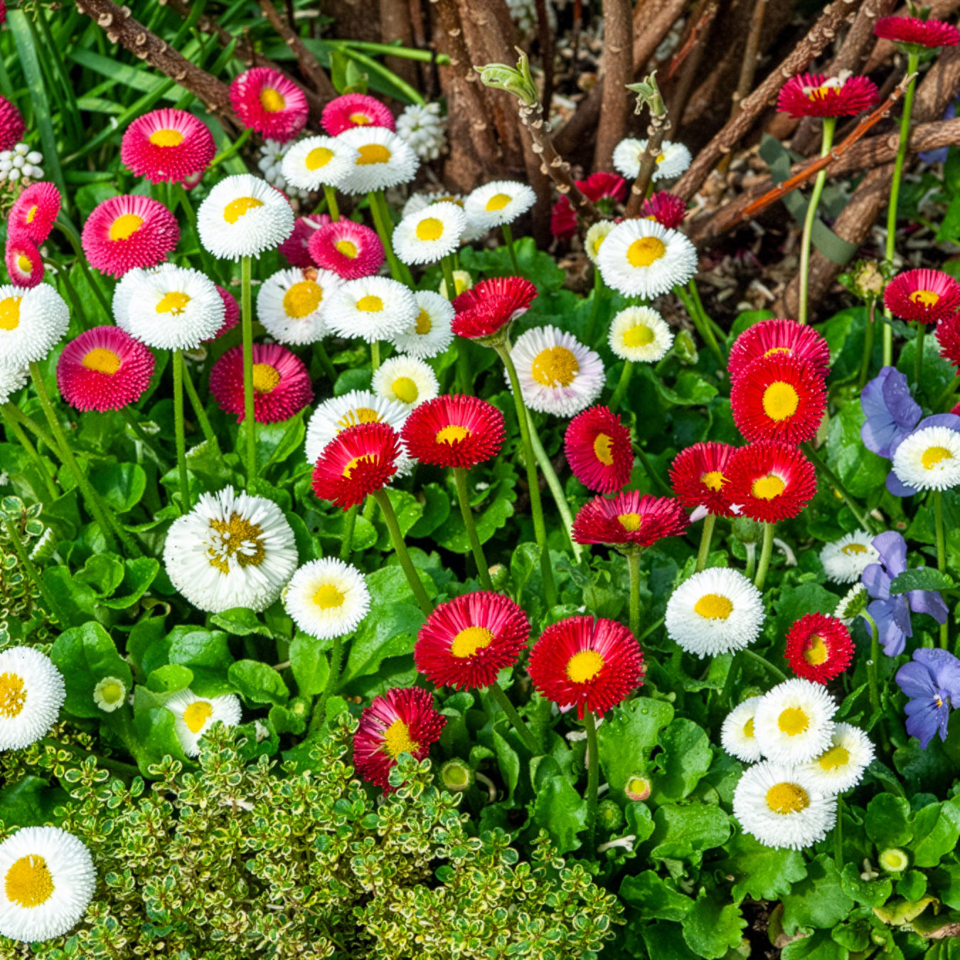Bellis perennis - Madeliefje gemengd (x2) - Vaste planten