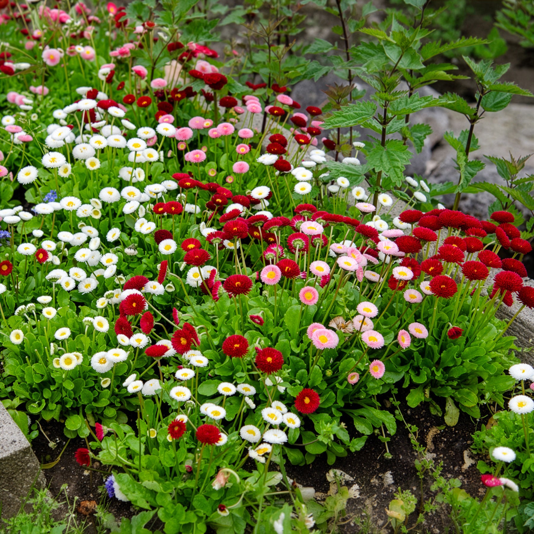 Vaste planten - Madeliefje gemengd (x2) - Bellis perennis