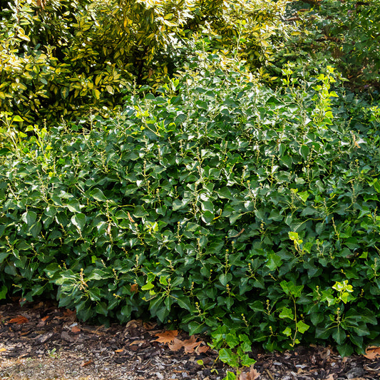 Struik klimop - Bakker