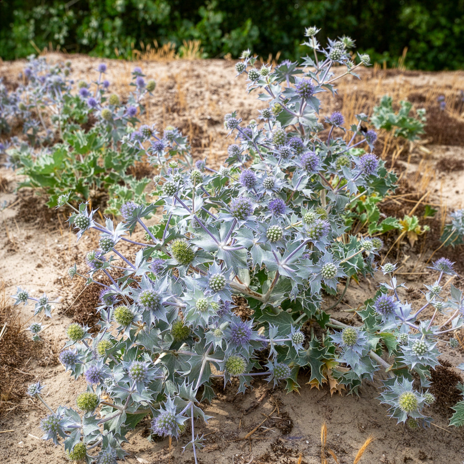 Blauwe zeedistel - Eryngium maritimum - Bakker