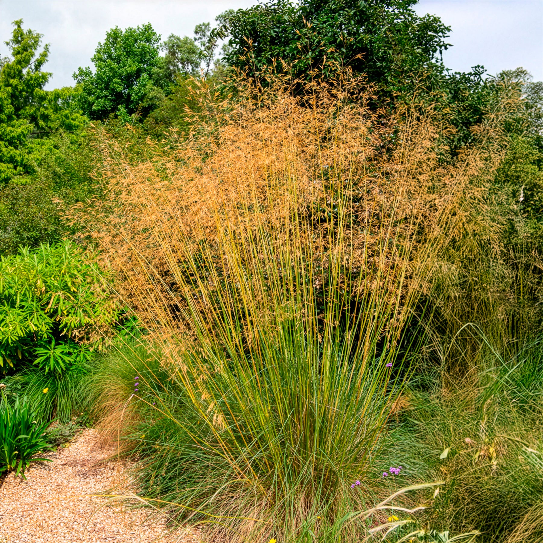 Verkoop Vedergras Avoine - Stipa gigantea