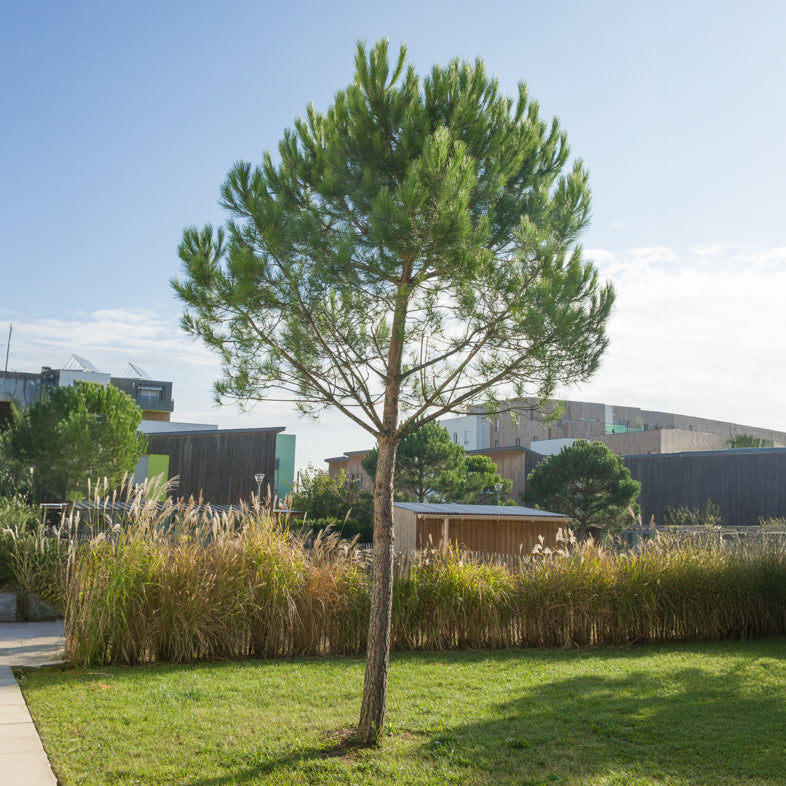 Den - Parasolden - Pinus pinea