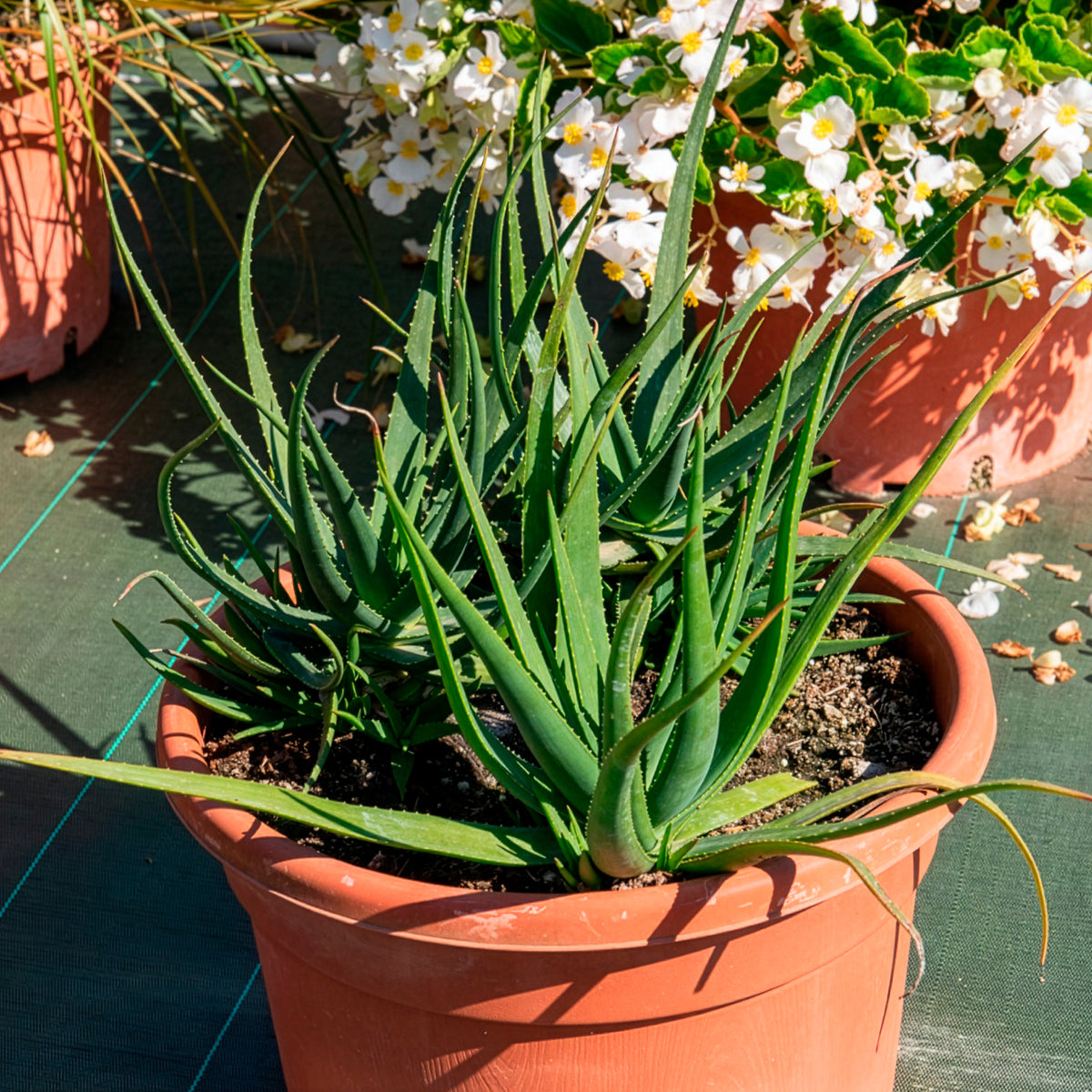 Aloe x safari Sunrise ® - Aloe 'Safari Sunrise'® - Aloë