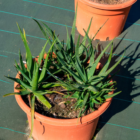 Aloe 'Safari Sunrise'® - Bakker