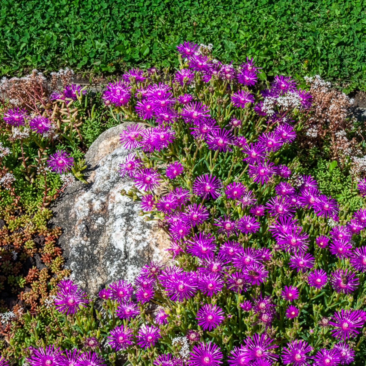 Verkoop Ijsbloem - Delosperma cooperi