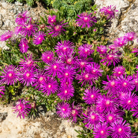 - Ijsbloem - Delosperma cooperi