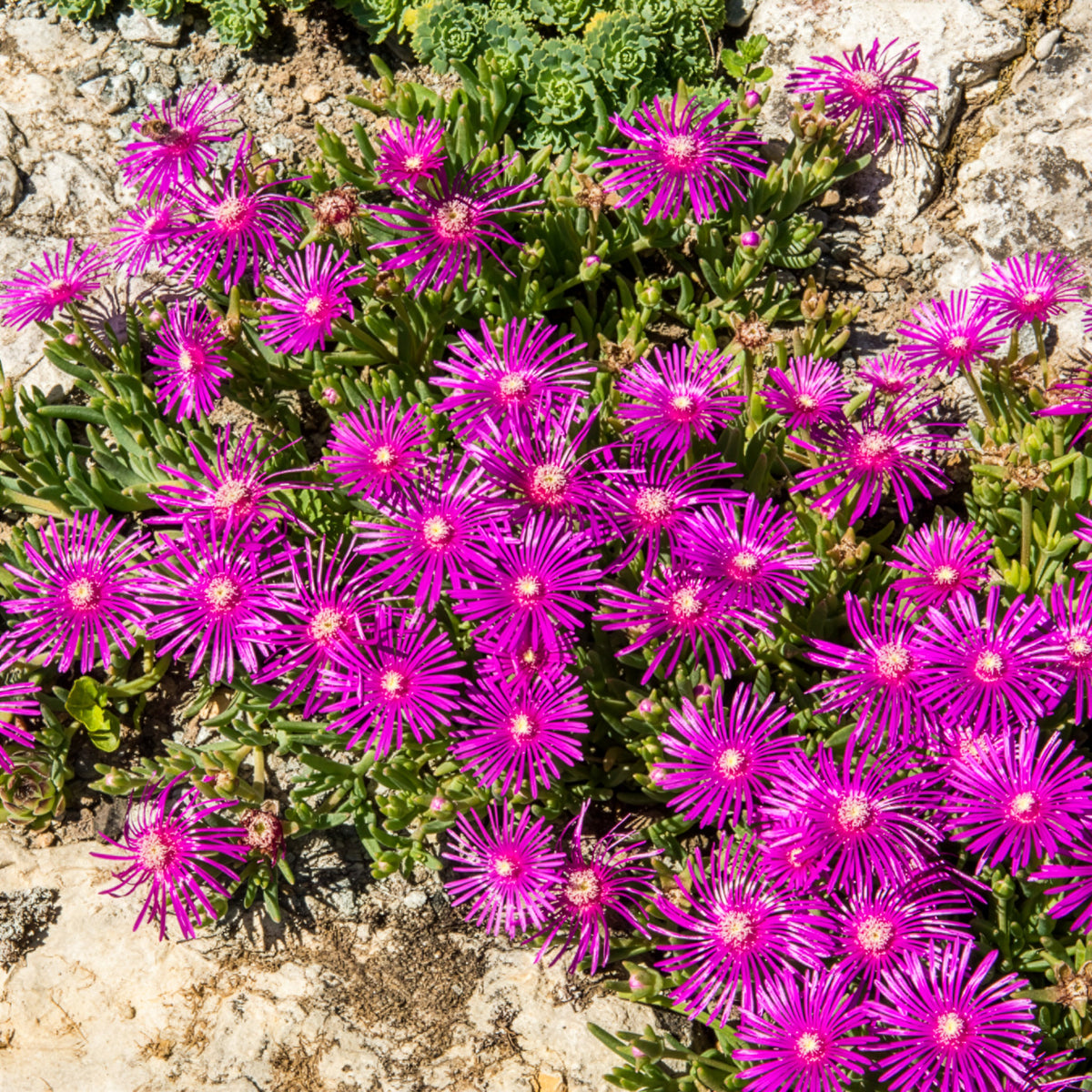 Vaste bodembedekkers - Ijsbloem - Delosperma cooperi
