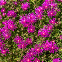 Ijsbloem - Delosperma cooperi - Bakker