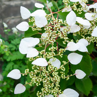 Valse klimhortensia - Schizophragma hydrangeoïdes - Bakker
