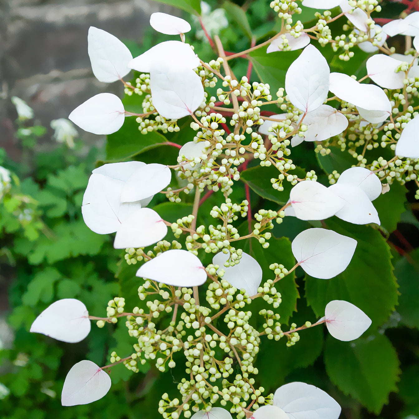 Valse klimhortensia - Schizophragma hydrangeoïdes - Bakker